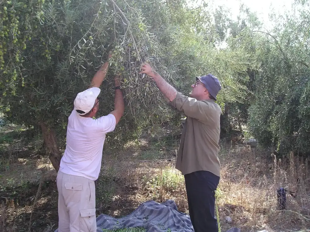 Zeytin ağacından elle hasat