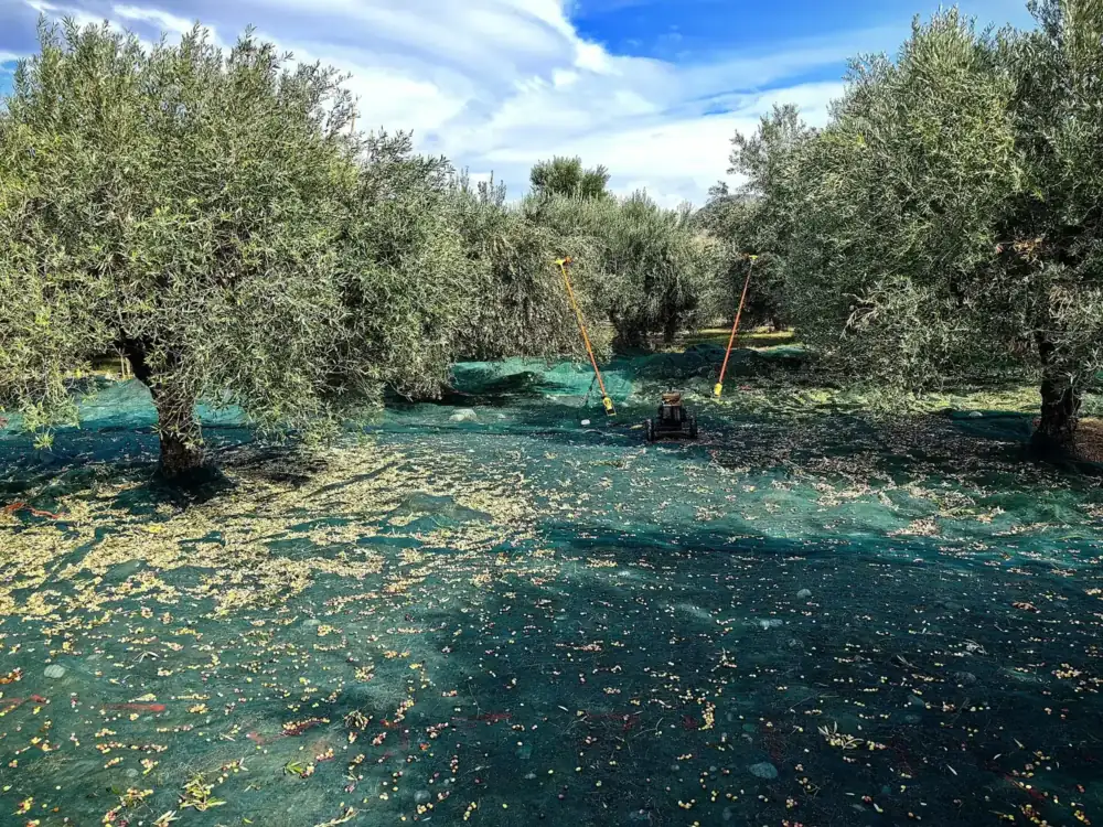 Zeytin ağaçlarının altına serilmiş hasat fileleri